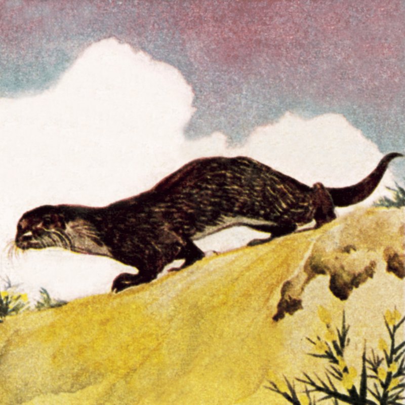 Ein Otter von English School