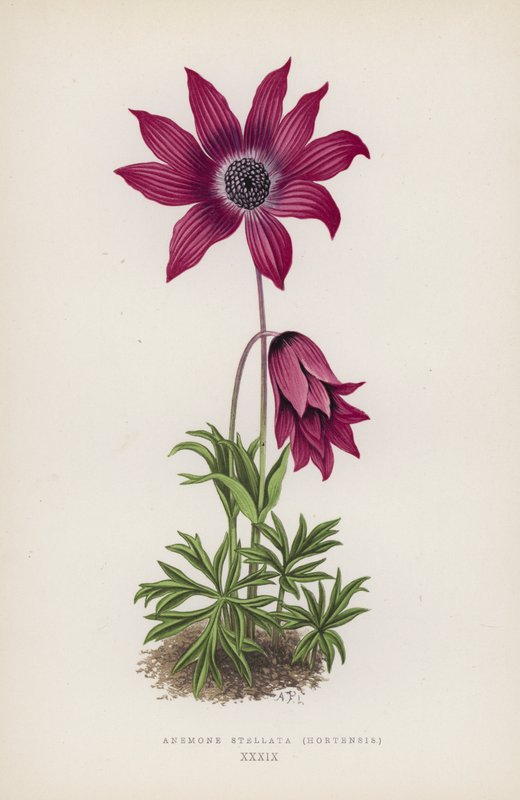 Anemone Stellata, Hortensis von English School