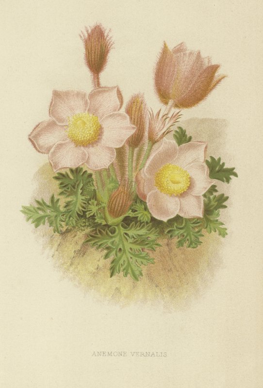 Frühlings-Anemone von English School