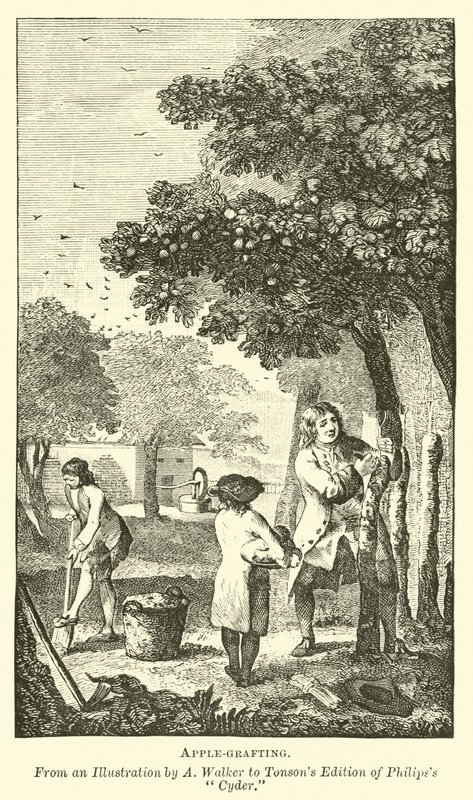 Apfelveredelung von English School