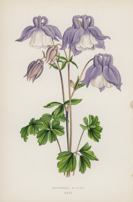 Aquilegia Alpina von English School