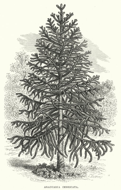 Araucaria Imbricata von English School