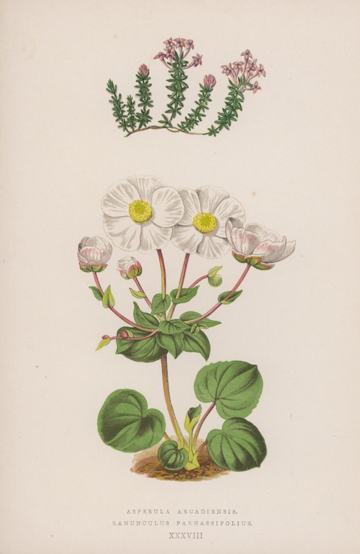 Asperula Arcadiensis; Ranunculus Parnassifolius von English School