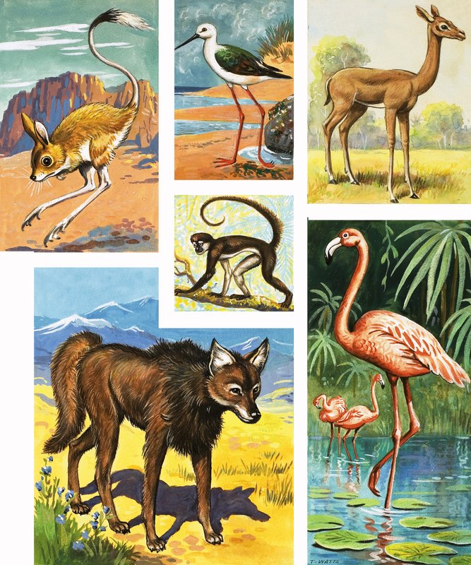Verschiedene Tiere von English School