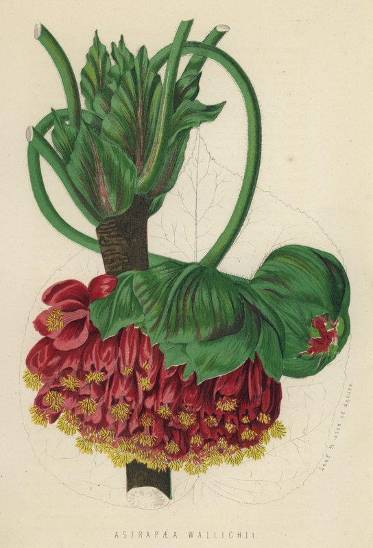Astrapaea Wallichii von English School