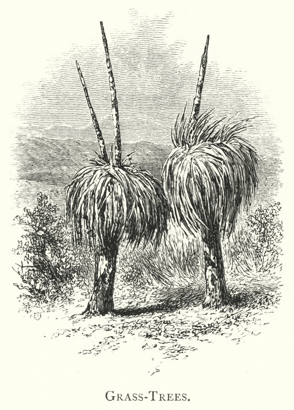 Australien: Grasbäume (Gravur) von English School