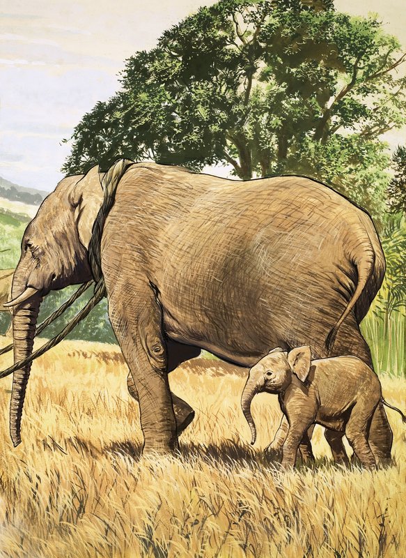 Baby-Elefant und Mutter von English School
