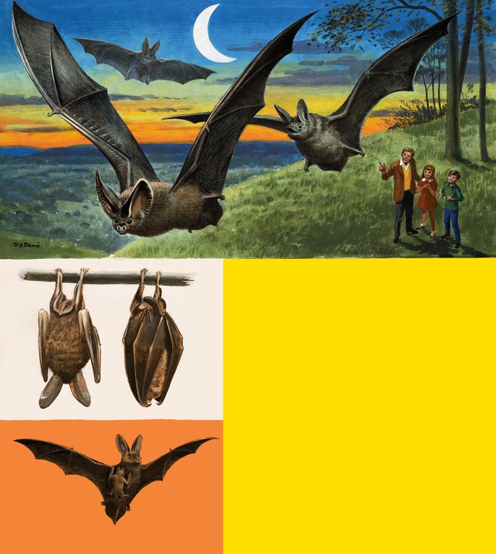 Fledermäuse von English School