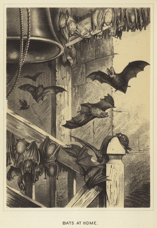 Fledermäuse zu Hause von English School