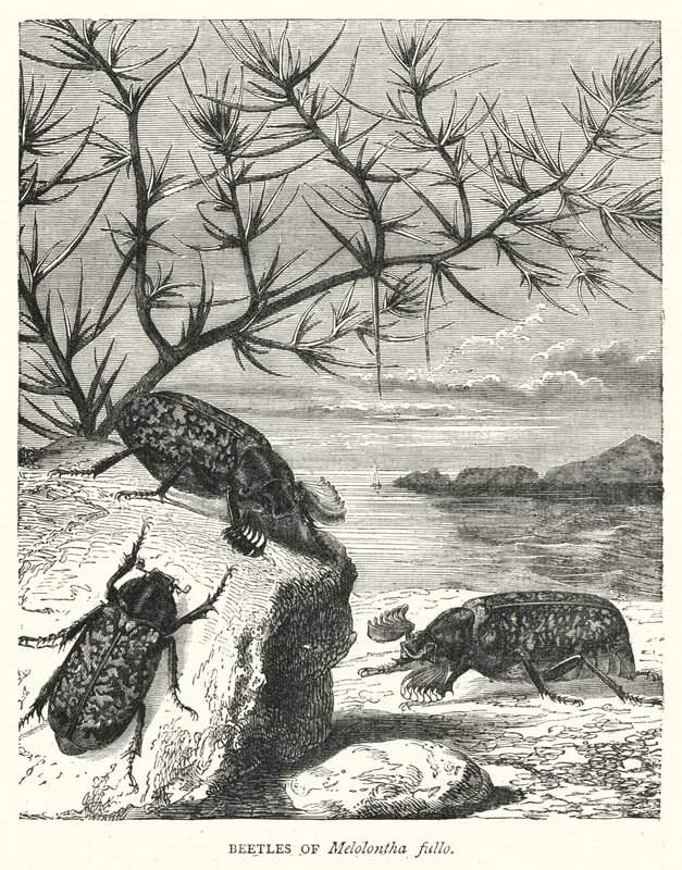 Käfer von Melolontha fullo (Kupferstich) von English School