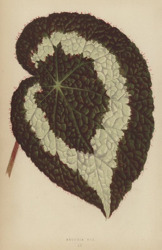 Begonia Rex von English School