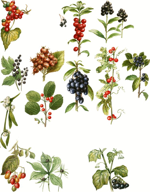 Beeren von English School