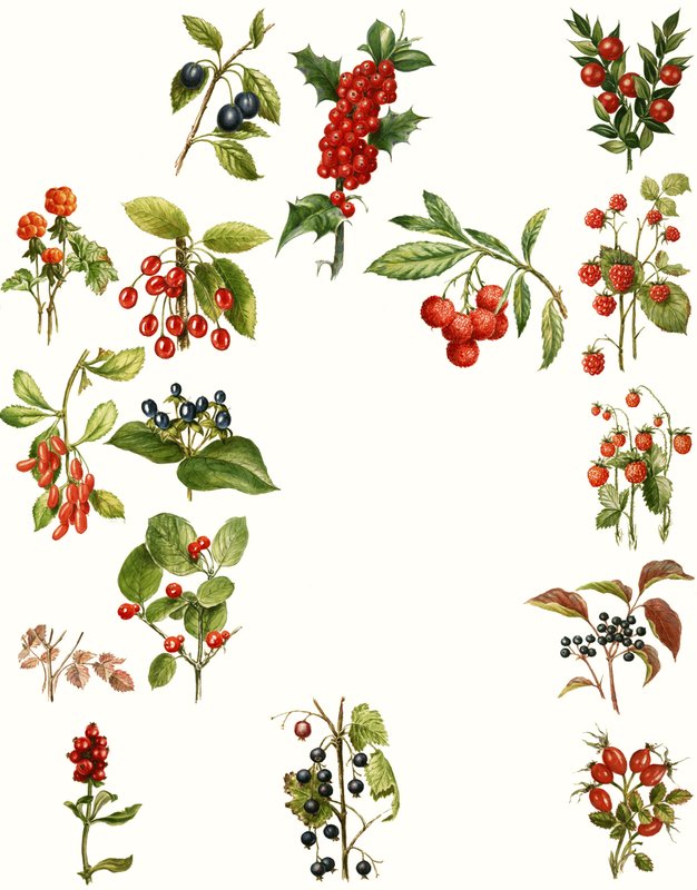 Beeren von English School