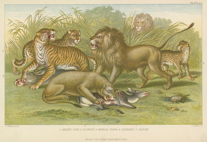 Große Katzen von English School