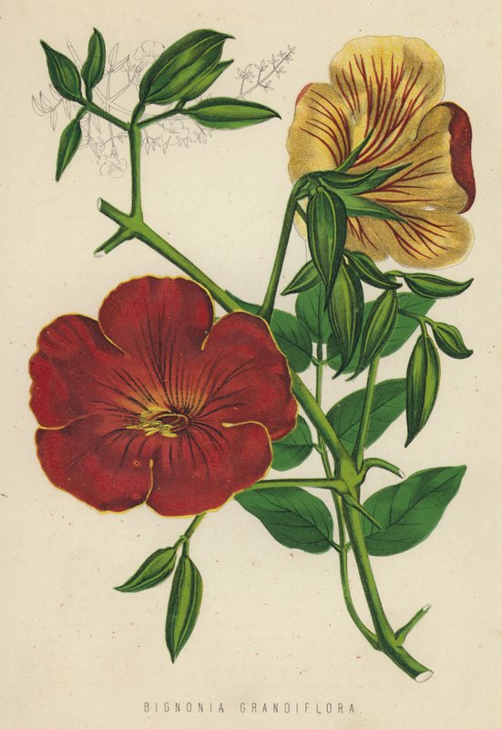 Bignonia Grandiflora von English School