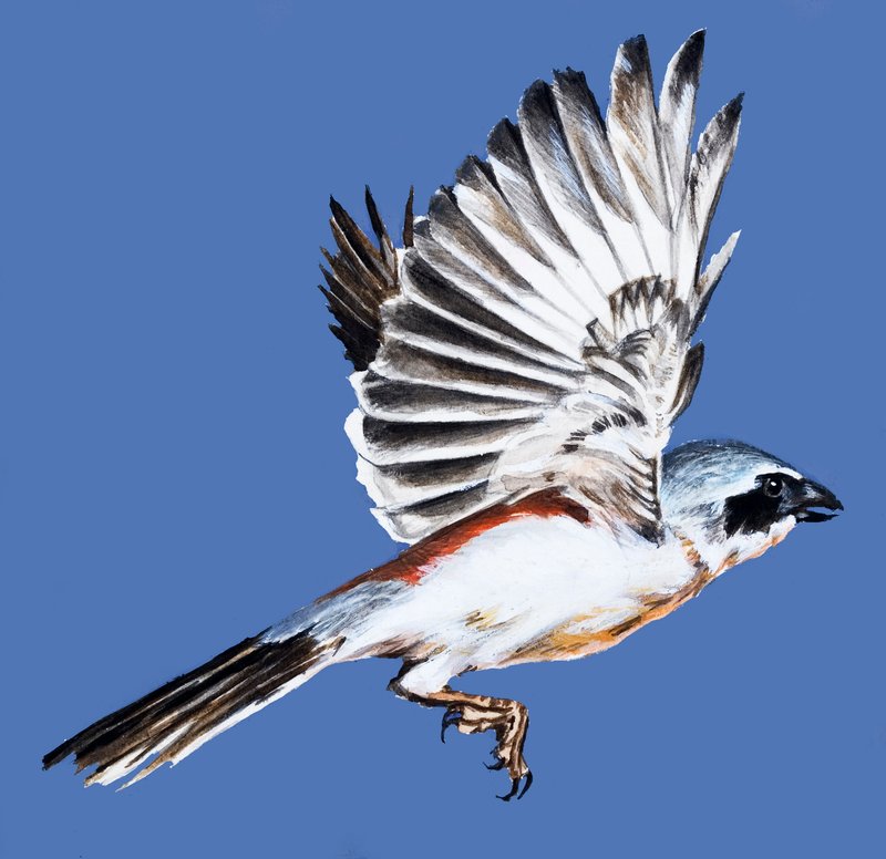 Vogel im Flug von English School