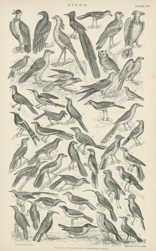 Vögel (Gravur) von English School