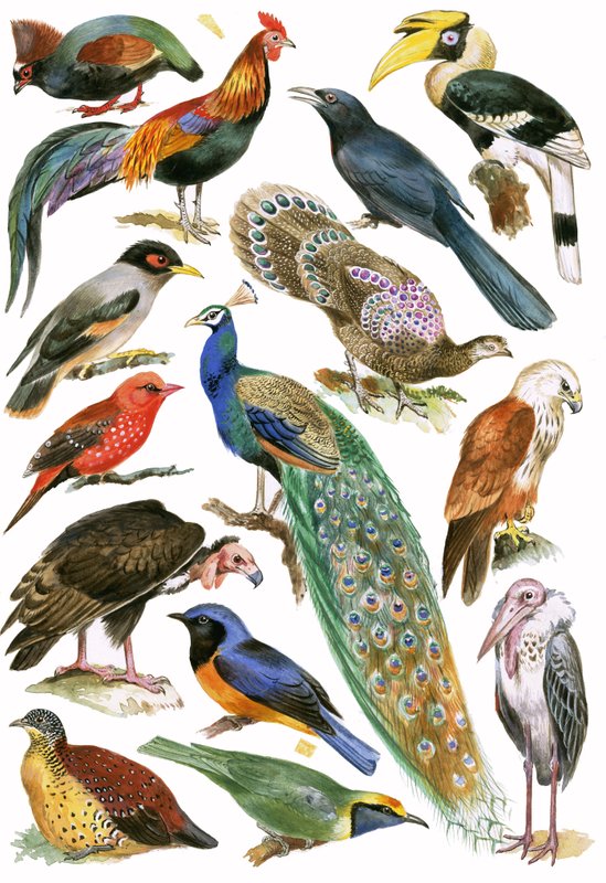 Vögel von English School