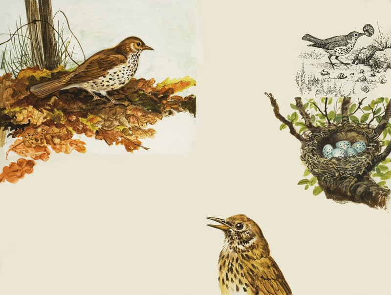 Vögel und Vogelnest von English School