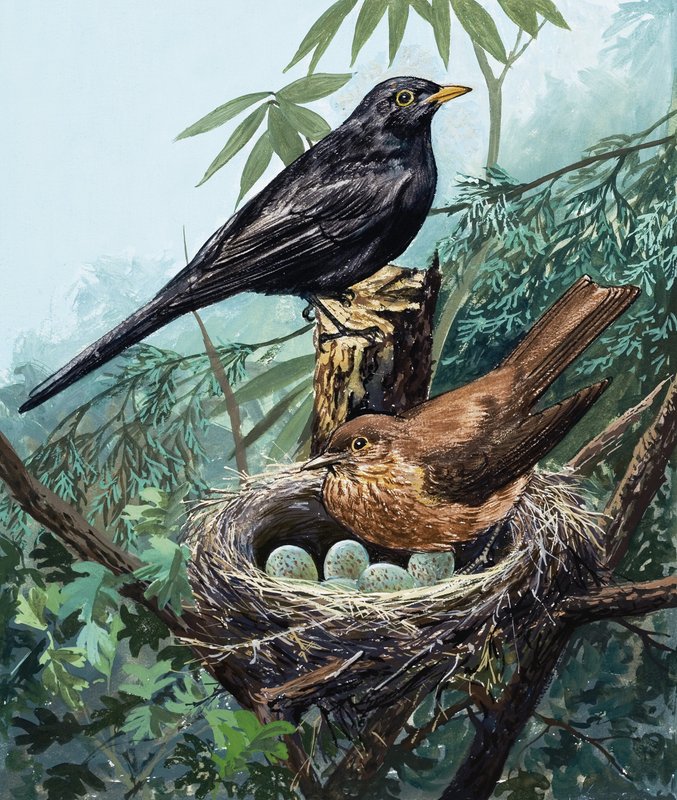 Vögel und Nest von English School