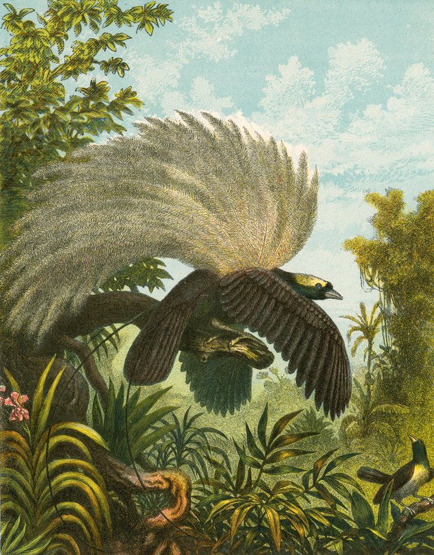 Paradiesvögel von English School