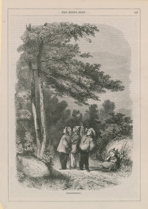 Vogelnestern von English School