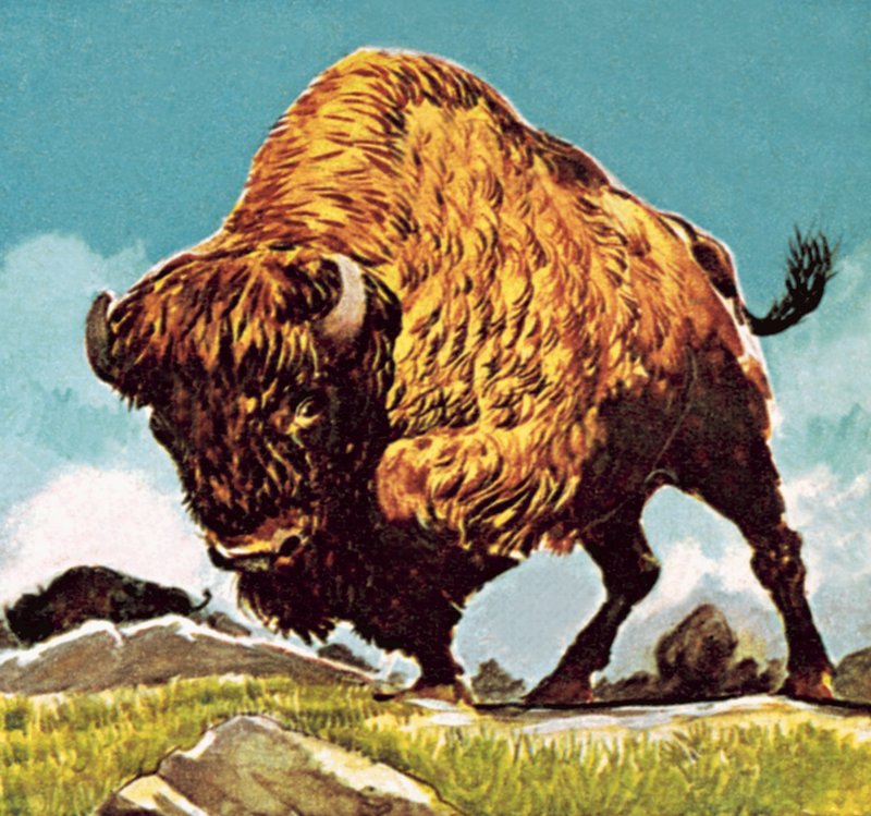 Bison von English School