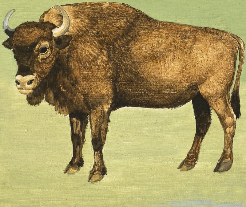 Bison oder Amerikanischer Büffel von English School