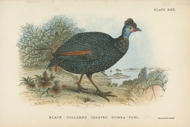 Schwarzkragen-Perlhuhn von English School