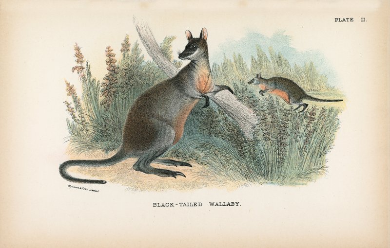 Schwarzschwanzwallaby von English School