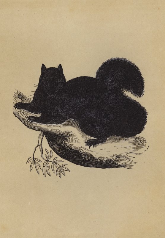 Schwarzes Eichhörnchen von English School