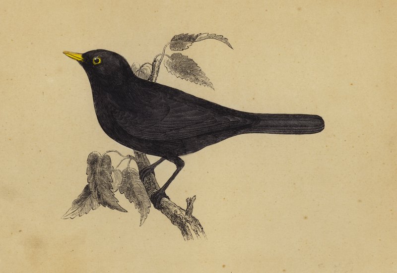 Amsel von English School