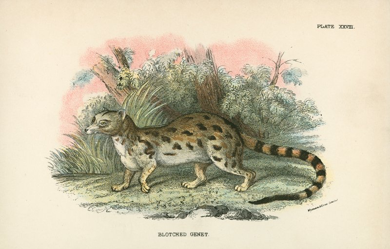 Gefleckte Ginsterkatze von English School