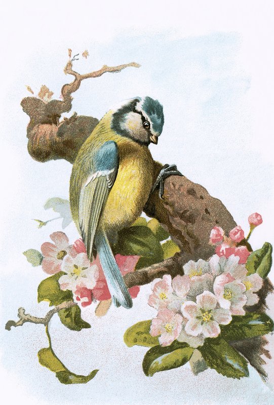Blaumeise von English School