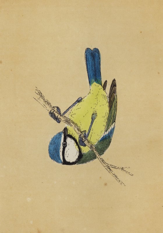 Blaumeise von English School