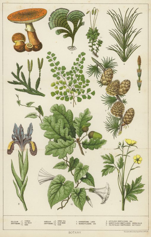 Botanik von English School