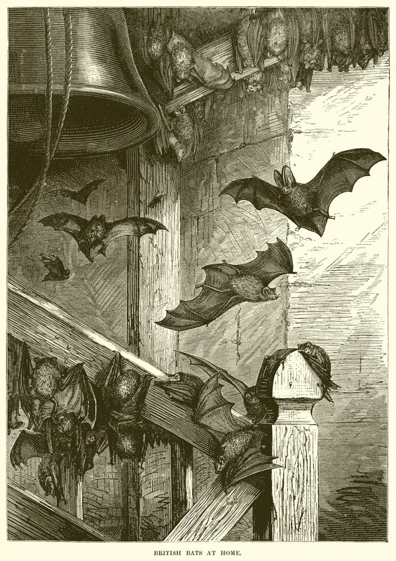 Britische Fledermäuse zu Hause von English School