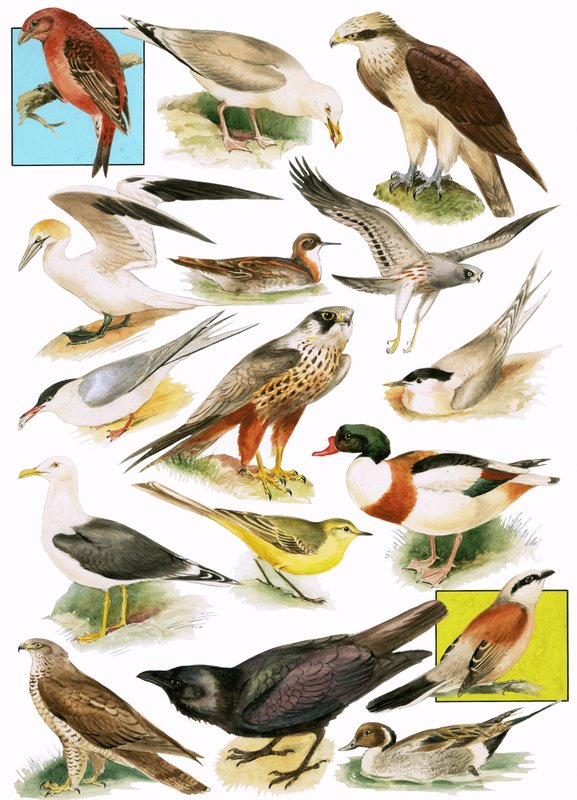 Britische Vögel von English School