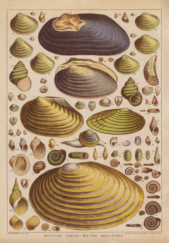 Britische Süßwassermollusken (Farbstich) von English School