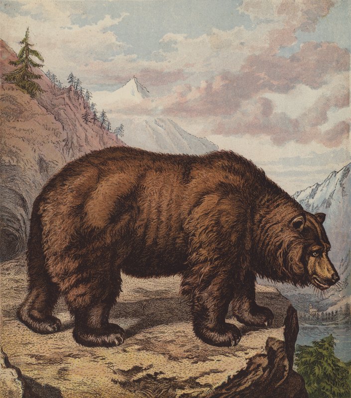 Braunbär von English School