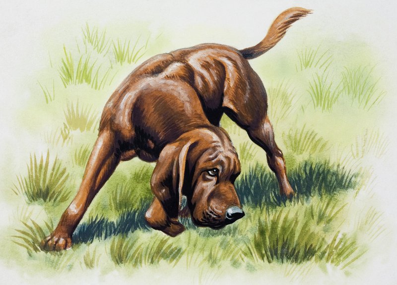 Brauner Hund von English School