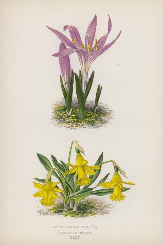 Bulbocodium Vernum; Narcissus Minor von English School