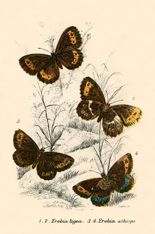 Schmetterlinge von English School