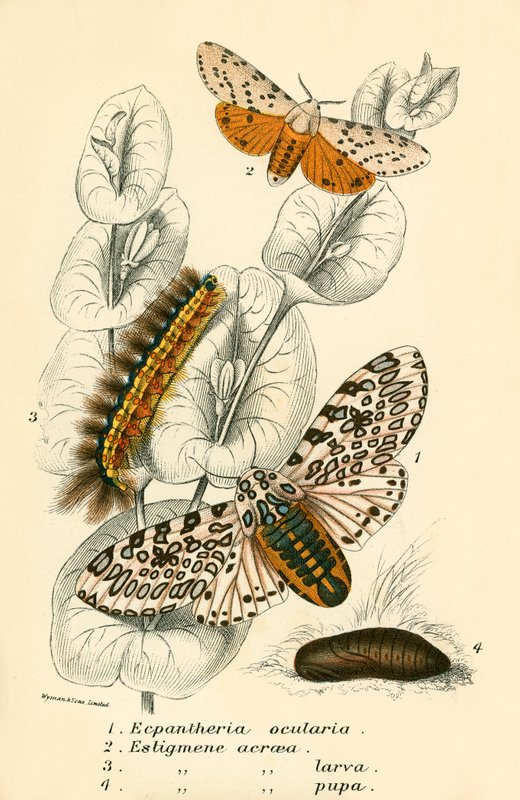 Schmetterlinge von English School
