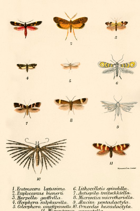 Schmetterlinge von English School