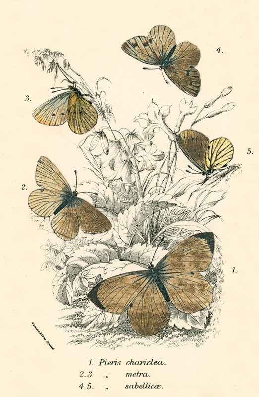 Schmetterlinge von English School