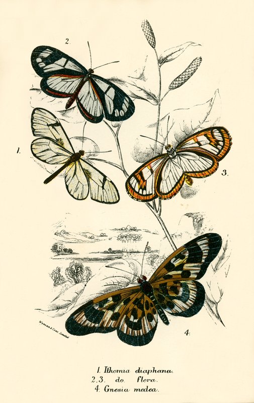 Schmetterlinge von English School