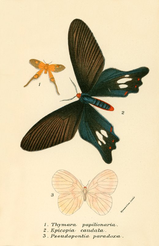 Schmetterlinge von English School