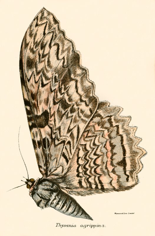Schmetterlinge von English School