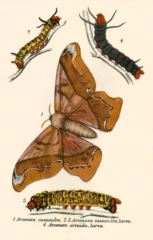 Schmetterlinge von English School